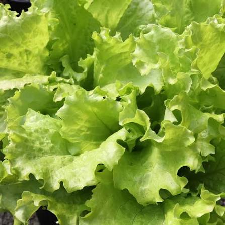 Simpson Elite Lettuce Seeds online shopping