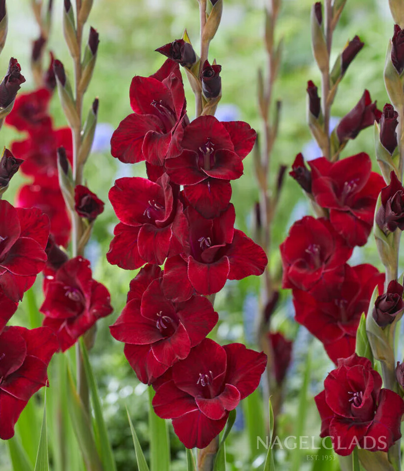 Fat Boy Gladiolus Corms
