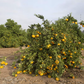 Armstrong Satsuma Mandarin Budwood citrus plant material online shopping
