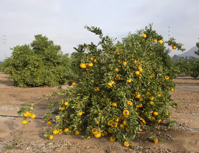 Armstrong Satsuma Mandarin Budwood citrus plant material online shopping