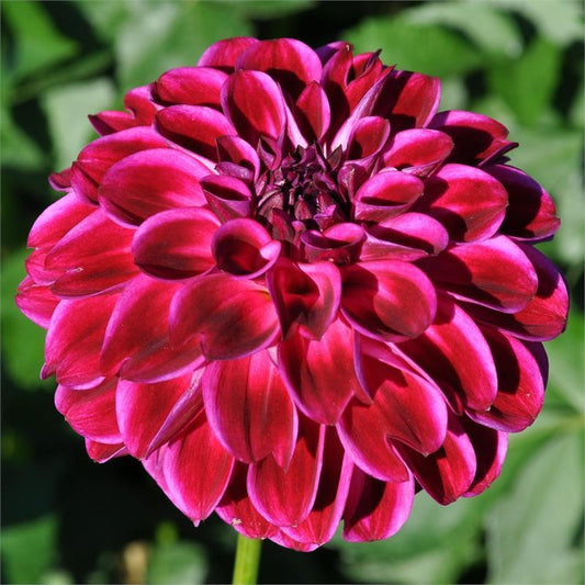 Tootles Dahlia