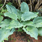 Ruffles N Ridges Hosta Plants online shopping