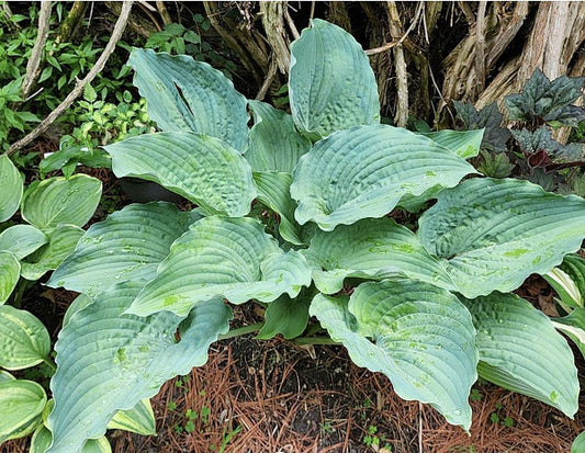 Ruffles N Ridges Hosta Plants online shopping