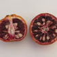 Amoa 8 Tangor Mandarin Budwood citrus plant material online shopping