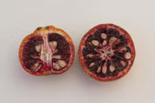 Amoa 8 Tangor Mandarin Budwood citrus plant material online shopping