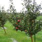 Honeycrisp Apple
