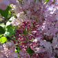 Maiden's Blush Lilac lilac plant online shopping