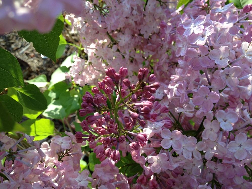 Maiden's Blush Lilac lilac plant online shopping