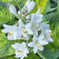 Pocketful Of Sunshine Hosta Plants online shopping