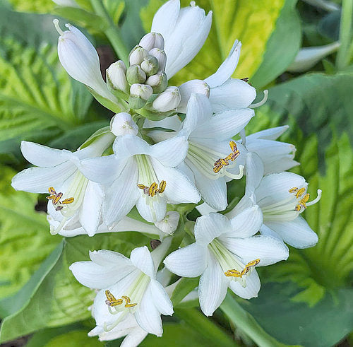 Pocketful Of Sunshine Hosta Plants online shopping