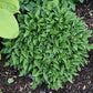 Lemon Delight Hosta Plants online shopping