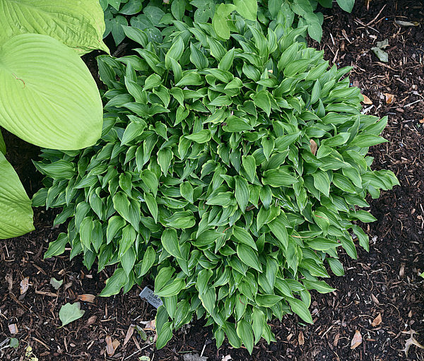 Lemon Delight Hosta Plants online shopping