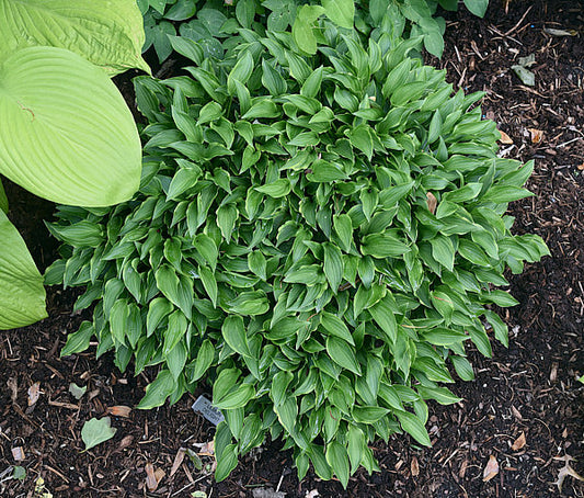 Lemon Delight Hosta Plants online shopping
