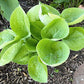 Cup Of Joy Hosta Plants online shopping