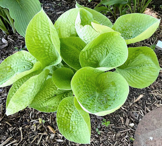 Cup Of Joy Hosta Plants online shopping