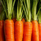 Bolero F1  Carrot