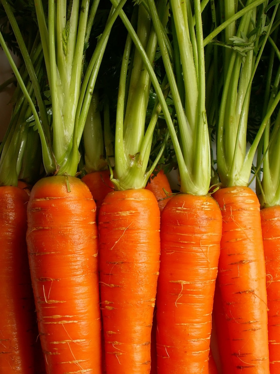 Bolero F1  Carrot