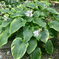 Gabriel’s Wing Hosta Plants online shopping