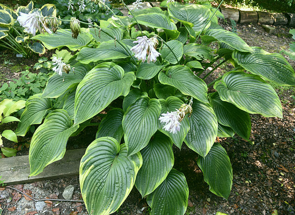 Gabriel’s Wing Hosta Plants online shopping