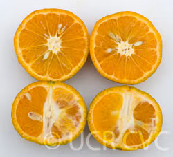 Wilking Mandarin Budwood citrus plant material online shopping