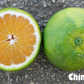 China S-2 Satsuma Mandarin Budwood citrus plant material online shopping