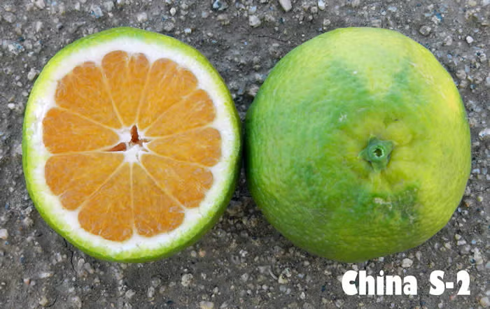 China S-2 Satsuma Mandarin Budwood citrus plant material online shopping