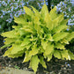 Time In A Bottle Hosta Plants online shopping