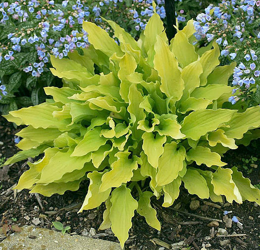 Time In A Bottle Hosta Plants online shopping