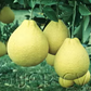 Valentine Pummelo Hybrid Budwood citrus plant material online shopping
