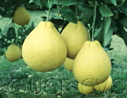 Valentine Pummelo Hybrid Budwood citrus plant material online shopping