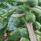 Gustus Brussels Sprout