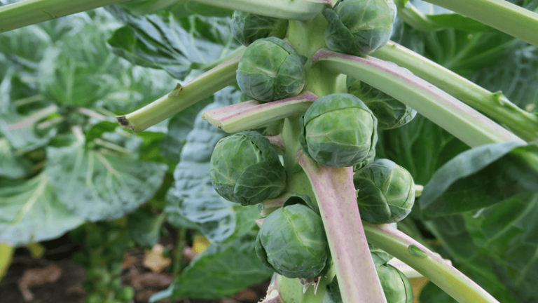 Gustus Brussels Sprout