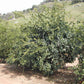 US 119 Duncan Grapefruit x Trifoliate X Succory Sweet Orange Trifoliate Hybrid Budwood citrus plant material online shopping