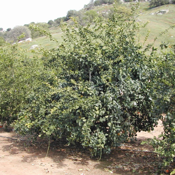 US 119 Duncan Grapefruit x Trifoliate X Succory Sweet Orange Trifoliate Hybrid Budwood citrus plant material online shopping