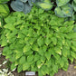 Lemon Lime Hosta Plants online shopping