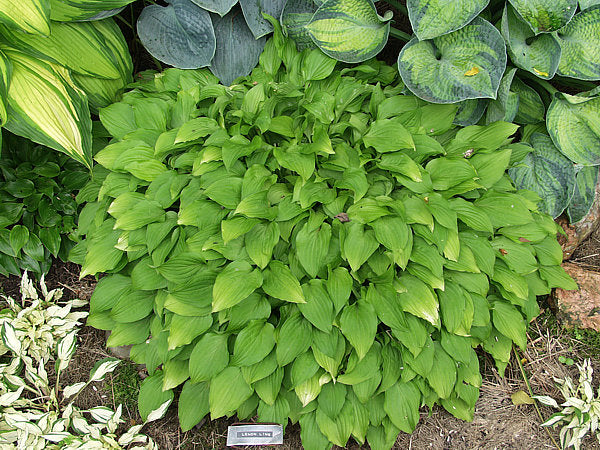 Lemon Lime Hosta Plants online shopping