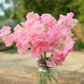 Mrs Bernard Jones Sweet Pea seeds online shopping
