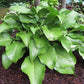 Grape Fizz Hosta Plants online shopping