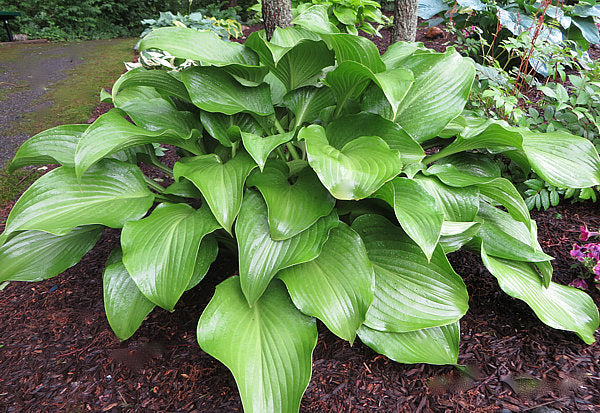 Grape Fizz Hosta Plants online shopping