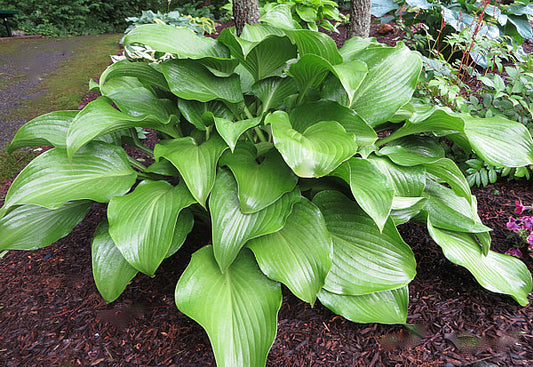 Grape Fizz Hosta Plants online shopping