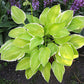 Platinum Tiara Hosta Plants online shopping