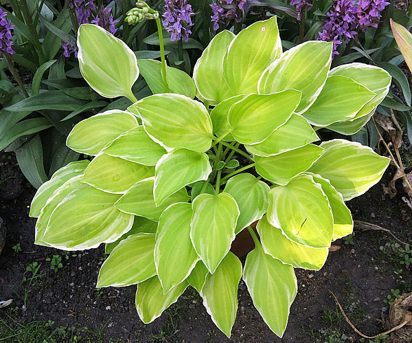 Platinum Tiara Hosta Plants online shopping