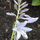 Rocket City Hosta Plants online shopping