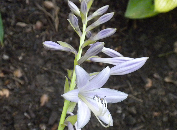 Rocket City Hosta Plants online shopping
