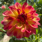Mai Tai Dahlia
