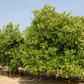 Valentine Pummelo Hybrid Budwood citrus plant material online shopping