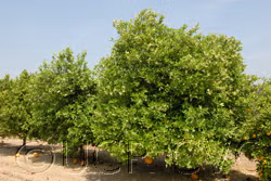 Valentine Pummelo Hybrid Budwood citrus plant material online shopping