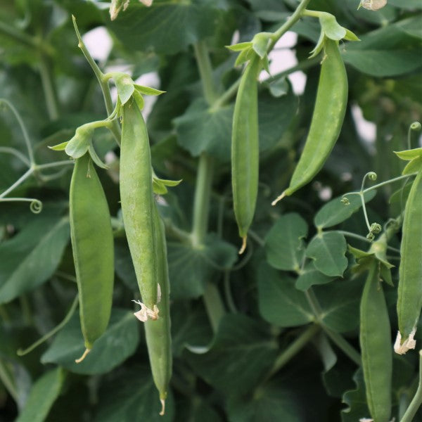 Bolero Shelling Pea