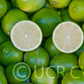 Bearss Lime Budwood citrus plant material online shopping