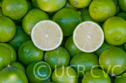 Bearss Lime Budwood citrus plant material online shopping